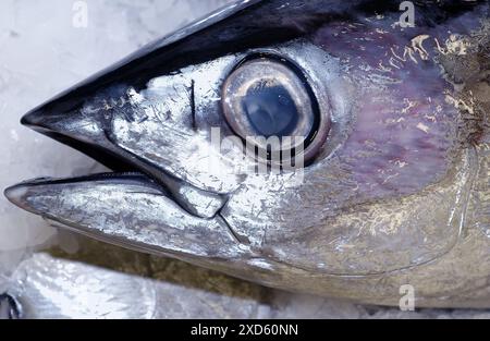 Thunfisch auf dem Fischmarkt. Getaria. Guipúzcoa. Baskisches Land. Spanien Stockfoto