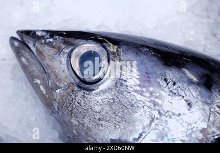 Thunfisch auf dem Fischmarkt. Getaria. Guipúzcoa. Baskisches Land. Spanien Stockfoto