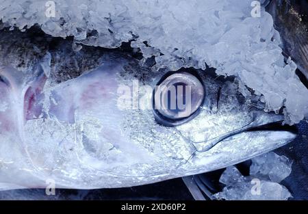 Thunfisch auf dem Fischmarkt. Getaria. Guipúzcoa. Baskisches Land. Spanien Stockfoto