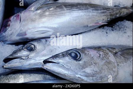 Thunfisch auf dem Fischmarkt. Getaria. Guipúzcoa. Baskisches Land. Spanien Stockfoto