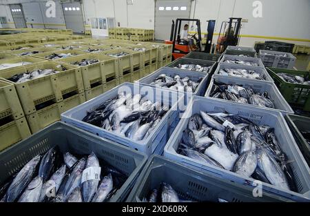 Bearbeiten von Thunfisch auf dem Fischmarkt. Getaria. Guipúzcoa. Baskisches Land. Spanien Stockfoto
