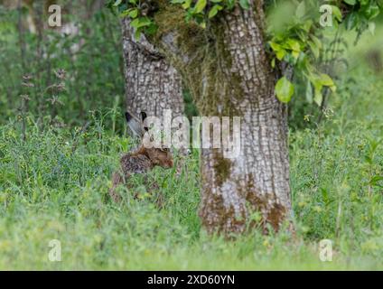 Ein weiser alter Brauner Hase (Lepus europaeus), der sich in der Sonne entspannt und unter den alten Birnenbäumen im Bauerngarten am Boden knabbert. Suffolk UK Stockfoto