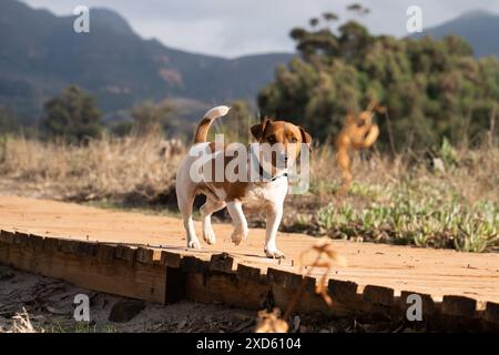 Ein Jack Russell Terrier läuft glücklich auf einem Bergweg unter der strahlenden Sonne. Stockfoto