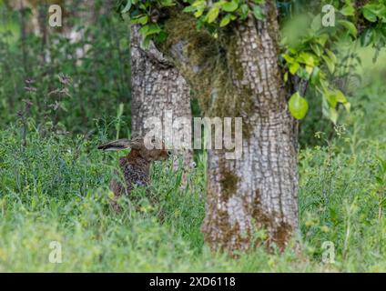 Ein weiser alter Brauner Hase (Lepus europaeus), der sich in der Sonne entspannt und unter den alten Birnenbäumen im Bauerngarten am Boden knabbert. Suffolk UK Stockfoto