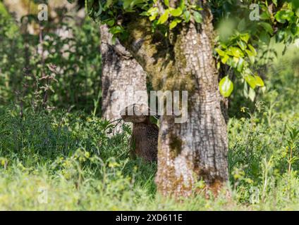 Ein weiser alter Brauner Hase (Lepus europaeus), der sich in der Sonne entspannt und unter den alten Birnenbäumen im Bauerngarten am Boden knabbert. Suffolk UK Stockfoto