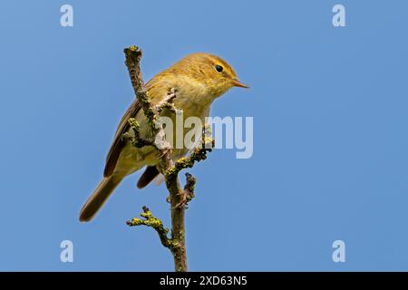 Gemeiner Chiffchaff (Phylloscopus collybita), der im Frühjahr im Busch thront Stockfoto