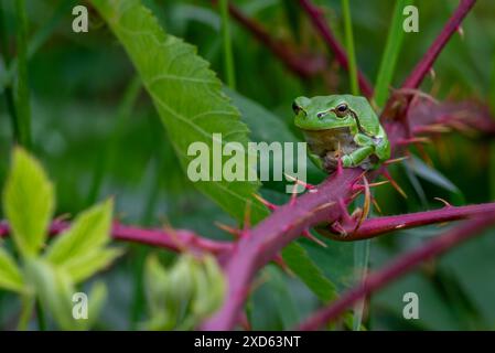 Europäischer Baumfrosch (Hyla arborea / Rana arborea), der im Frühjahr/Sommer auf einem stacheligen Brombeerbaum mit grüner Tarnfarbe sonnt Stockfoto