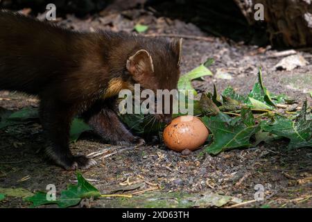 Europäischer Kiefernmarder (Martes Martes) isst gestohlenes Hühnerei Stockfoto