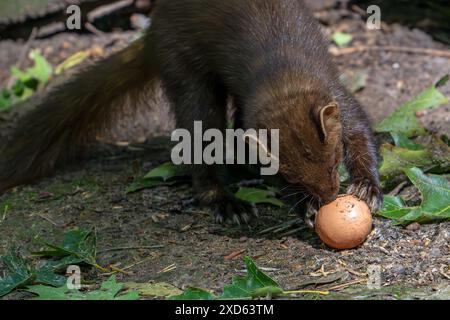 Europäischer Kiefernmarder (Martes Martes) isst gestohlenes Hühnerei Stockfoto