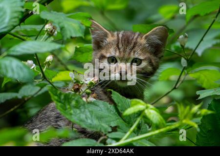 Europäische Wildkatze / Wildkatze (Felis silvestris silvestris) 7 Wochen altes Kätzchen, das sich im Frühjahr in Unterholz / Dickicht mit Brombeerbüschen versteckt Stockfoto