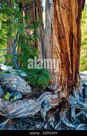 Nahaufnahme von knorrigem Kiefernbaum Stamm und Wurzeln; Ed Z'berg - Sugar Pine Point State Park; Lake Tahoe; Kalifornien; USA Stockfoto