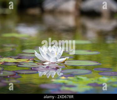 Gartenteich mit Seerosen (Nymphaea sp.). Weißwasserlilie (Nymphaea) im Gartenteich. Blumenhintergrund. Stockfoto