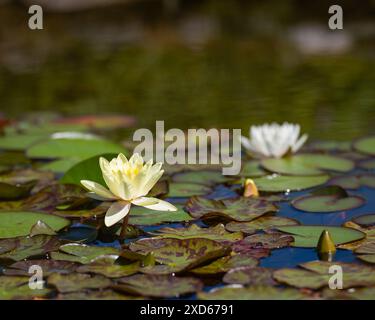 Gartenteich mit hellgelben und weißen Seerosen (Nymphaea sp). Hellgelbe Lilienblüte (Nymphaea) in grüner Umgebung. Blumenhintergrund Stockfoto