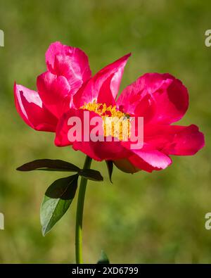 Feurig rote Tulpenblüte mit einer Kuppel, gerafften Blüten und gelben Zentren. Kappenförmige scharlachrote Paeonia „America“. Natürlicher floraler Hintergrund Stockfoto