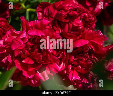 Nahaufnahme des floralen Hintergrunds mit schöner heller magentarosa, burgunderrote Pfingstrose Blumen Textur. Draufsicht. Sommerhochzeit, luxuriöses Festdesign. Stockfoto