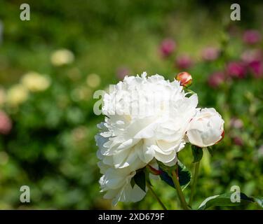 Weiße Doppelblume der Paeonia lactiflora Nahaufnahme. Paeonia laetiflora 'Elsa Sass'. Blühende Pfingstrose im Garten. Stockfoto