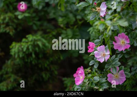 Rosa wilde Rosenblumen Hintergrund. Rosa rubiginosa (süße Briar, süße Briar, süße brier oder eglantine). Stockfoto