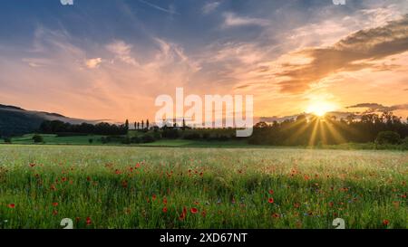 Schweiz, Aesch, Aesch BL, Aesch bi Gott, Mohnfeld, Brachland, Blumenfeld, Schlatthof, abendliche Atmosphäre, Baselland, Baselbiet, Birseck Stockfoto