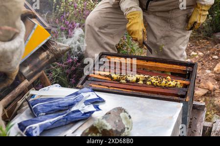 Nahaufnahme von zwei Imkern in Spanien, die den offenen Bienenstock in Bienenzuchtanzug und -Handschuhen überprüfen und Raucher in einer natürlichen Umgebung verwenden. Guadalajara Stockfoto