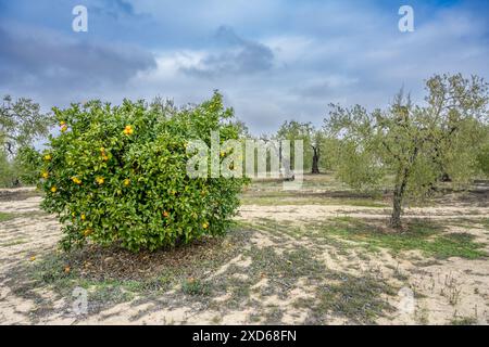 Orangenbaum steht an einem bewölkten Tag in Carrión de los Céspedes, Sevilla, Spanien. Natürliche und ruhige Landschaft. Stockfoto