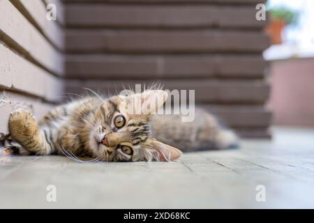 Nahaufnahme eines niedlichen Tabby-Kätzchens, das entspannt und verspielt auf dem Boden liegt. Perfekt für Tier- und Tierliebhaber. Stockfoto