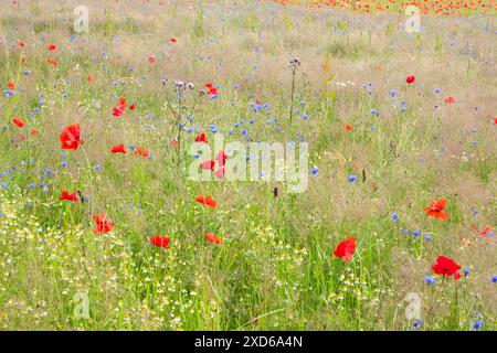 Natur-inklusive Landwirtschaft, eine blühende Wiese mit allen Arten von Kräutern, einschließlich Kornblumen, wildem Mohn, Kamille und Disteln Stockfoto