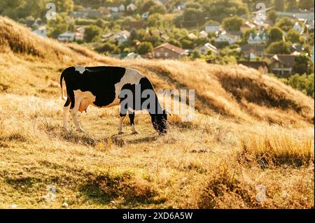 Eine friedliche Kuh weidet auf einem sonnigen Feld mit einem Dorf im Hintergrund und schafft eine ruhige Landschaft Stockfoto