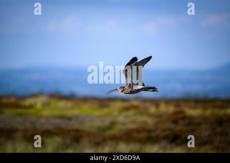 Eurasischer Brachvogel im Flug (hohe Watvögel, geschwungener Schnabel, lange dünne Beine, Frühjahrshabitat der Moorlandgebirge) - Dallow Moor, North Yorkshire, England Großbritannien. Stockfoto