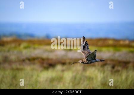 Eurasischer Brachvogel im Flug (hohe Watvögel, geschwungener Schnabel, Hochheidemoor, Frühlingshabitat, Profil) - Dallow Moor, North Yorkshire, England Großbritannien. Stockfoto