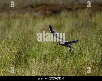 Eurasischer Brachvogel im Flug (hohe Watvögel, geschwungener Schnabel, lange dünne Beine, Frühjahrshabitat der Moorlandgebirge) - Dallow Moor, North Yorkshire, England Großbritannien. Stockfoto