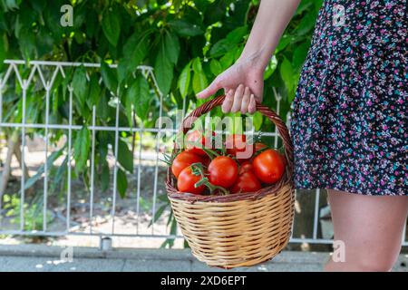 Ein junges Mädchen mit einem Korb roter Bio-Tomaten. Selektiver Fokus. Tomatenernte. Stockfoto