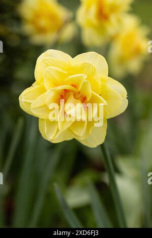 Nahaufnahme von Narcissus 'Tahiti' - Doppel-Narzissen blüht im Frühling in einem englischen Garten, England, Großbritannien Stockfoto