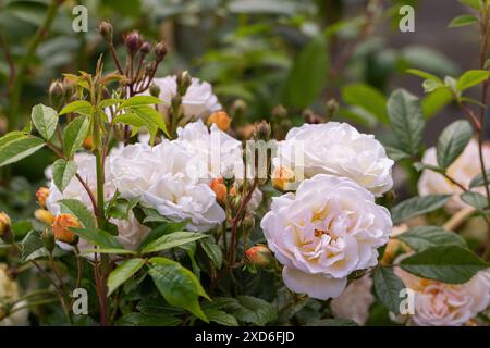 Nahaufnahme einer David Austin Rose namens Rosa Ghislaine de Feligonde. Eine englische, wandernde Rose blüht im Juni in einem englischen Garten. England, Großbritannien Stockfoto