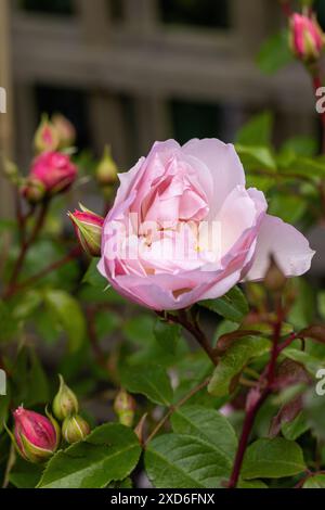 Nahaufnahme von David Austin Rose - der großzügige Gärtner und die englische Kletterrose, England, Großbritannien Stockfoto