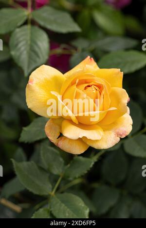 Nahaufnahme einer David Austin Rose namens Rosa Golden Celebration. Ein gelber englischer Sträucher blühte im Juni in einem englischen Garten. England, Großbritannien Stockfoto