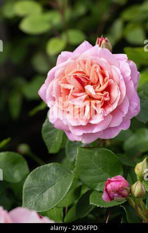 Nahaufnahme einer David Austin Rose namens Rosa Eustacia Vye. Ein Aprikosenrosa englischer Sträucher blühte im Juni in einem englischen Garten. England, Großbritannien Stockfoto