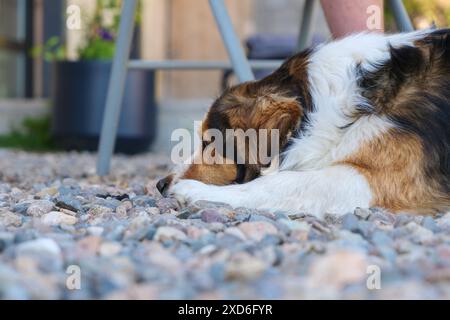 Eine Nahaufnahme eines Hundes, der auf einem Kiesbett liegt, in einem Hinterhof, verloren in Gedanken. Der Kopf des Hundes ruht auf seinen Pfoten. Stockfoto