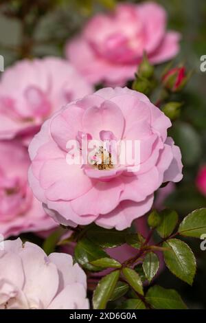 Nahaufnahme von Rosa Bonica 'Meidomonac'. Eine wunderschöne rosa Strauchrose blüht im Juni in einem englischen Garten, England, Großbritannien Stockfoto