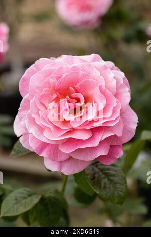 Nahaufnahme von Rosa kitzelte Pink. Eine wunderschöne rosa Rose blüht im Juni in einem englischen Garten, England, Großbritannien Stockfoto
