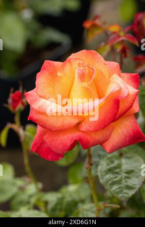 Nahaufnahme des orange gelben Blumenkopfes von Rosa Jam und Jerusalem. Eine wunderschöne floribunda-Rose blüht im Juni in einem englischen Garten, England, Großbritannien Stockfoto