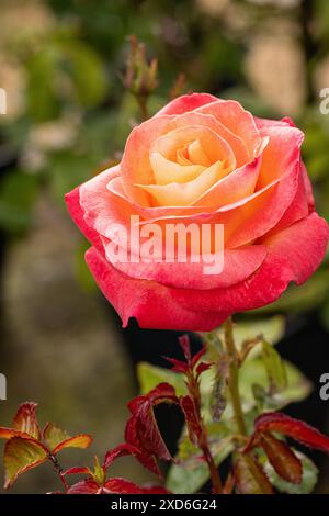 Nahaufnahme des orange gelben Blumenkopfes von Rosa Jam und Jerusalem. Eine wunderschöne floribunda-Rose blüht im Juni in einem englischen Garten, England, Großbritannien Stockfoto