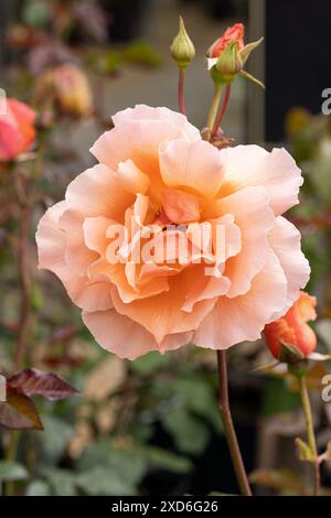 Nahaufnahme der großen Orangenaprikosenblume von Rosa Just Joey. Ein wunderschöner Hybrid Tea Rose blüht im Juni in einem englischen Garten in England, Großbritannien Stockfoto