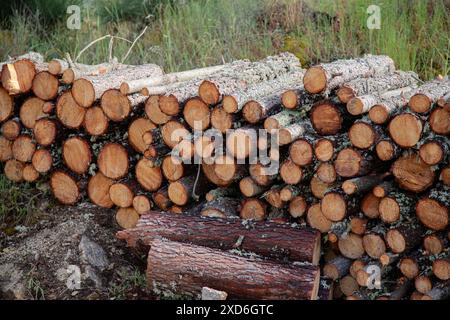 Eine Nahaufnahme eines Stapels frisch geschnittener Stämme in einem Wald, die die Textur des Holzes und der Rinde hervorheben Stockfoto