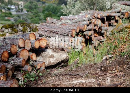 Ein Stapel frisch geschnittener Baumstämme in einem üppigen, grünen Waldgebiet Stockfoto