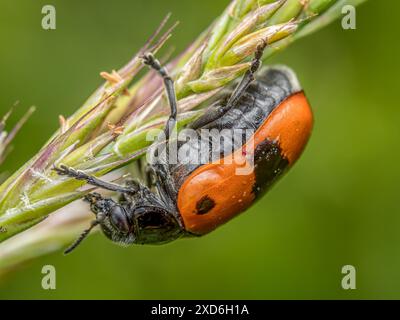 Makroaufnahme eines Ameisenbeutelkäfers, der auf einem Grasstachel sitzt Stockfoto