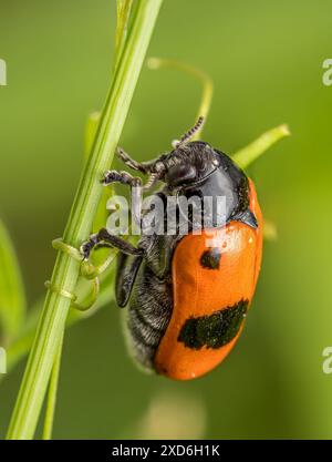 Makroaufnahme eines Ameisenbeutelkäfers, der auf einem Grasstachel sitzt Stockfoto