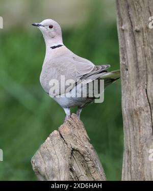 Kragentaube (Streptopelia Decocto) in einem Baum in Gloucesstershire UK Stockfoto