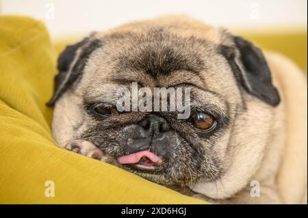 Porträt eines alten Mops, der auf einem gelben Sofa schläft. 1 Stockfoto