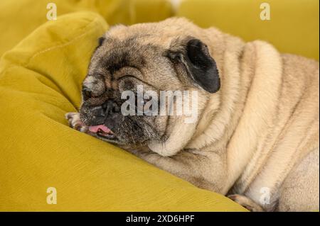 Porträt eines alten Mops, der auf einem gelben Sofa schläft Stockfoto