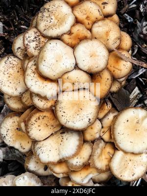 Eine Nahaufnahme einer Gruppe wilder Strophariaceae-Pilze, die im Wald wachsen. Die Pilze sind cremefarben mit braunen Kappen und haben einen Stockfoto